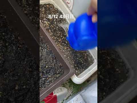 苗が枯れるのを防ぐにはどうすればよいですか？発芽した植物が剛性を欠いて倒れた場合はどうすればよいですか？  庭園