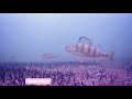 Video Thumbnail for MOQCQGR Underwater camera | Yellow Perch ?? #fishing #nature #underwaterphotography