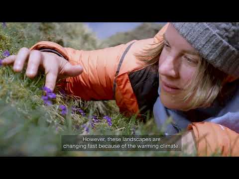 How tundra plants respond to climate change and what it means for future ecosystems