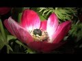 O Haupt voll Blut und Wunden J S Bach 