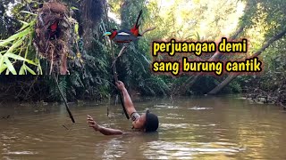 Download lagu Perfect bird's nest rain! It takes effort to get a beautiful bird mp3