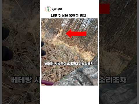 나무 귀신을 목격한 밥캣 #쇼츠