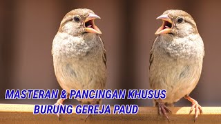 Download lagu PANCINGAN KHUSUS BURUNG GEREJA PAUD AGAR RAJIN BUNYI mp3