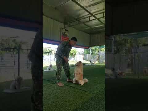 Bài tập làm theo lệnh của chó GOLDEN 