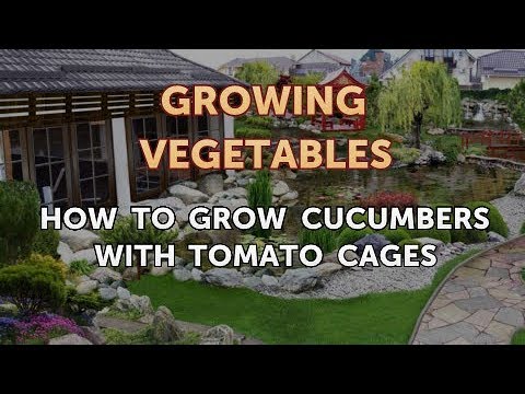 When to Pick Hungarian Hot Wax Peppers