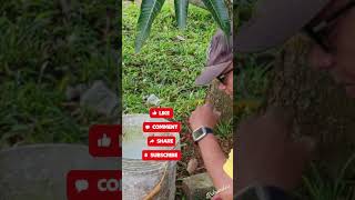 Download lagu Bagaimana melawan resmi kehidupan anaianai.  mp3