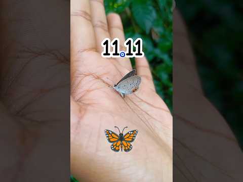 Angel sings 🧿🦋 11.11 blessings #lawofattraction #angelmessages #gratitude