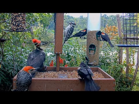 Woodpecker Mania At The Cornell Feeders! Pileated, Hairy, Red-bellied Woodpeckers – Aug. 14, 2025