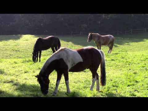 MongoTV_791 - Del 10 - Min Første Lange Gåtur 1 År Den 8.September 2016