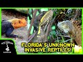 7 INVASIVE REPTILES OF FLORIDA (you probably didn't know were invasive)