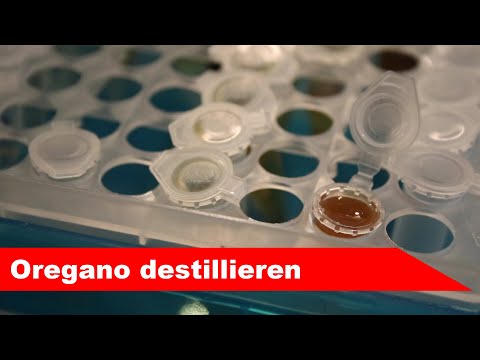 🌷 Oregano destillieren 🌻 - ätherisches Öl selber machen - diSTILLed