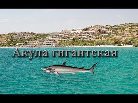 Русская Рыбалка 3.9 Акула гигантская