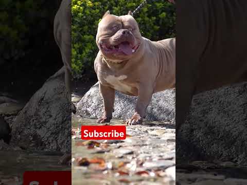 Max bully dog ki video #pitbull #dogbreed #americanbully #pitbulldog #dog