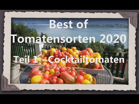 Best of Tomaten 2020 Teil 1 -  Cocktailtomaten