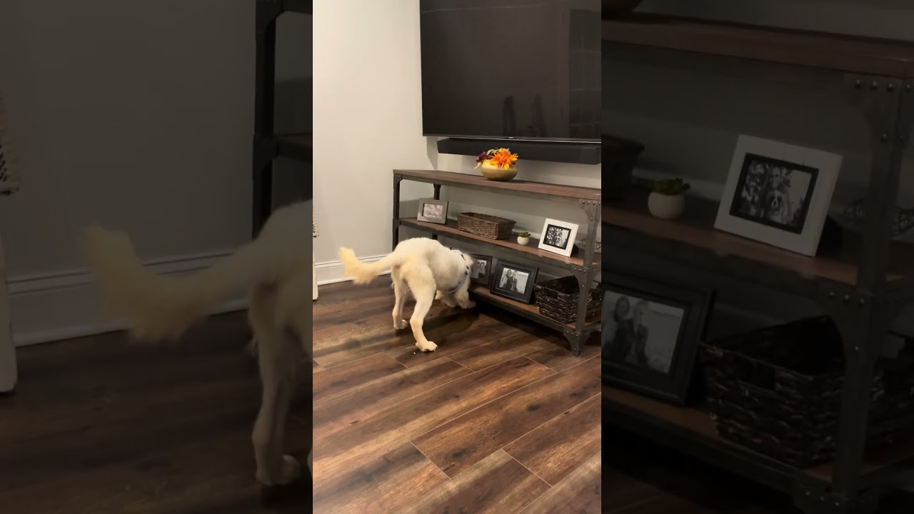 Enlarge Telepath, a Adoptable mixed breed in New York, NY video 6/6