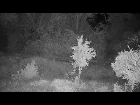 Djuma: Lone Hyena walks by and goes across dam wall - 04:22 - 03/06/2022