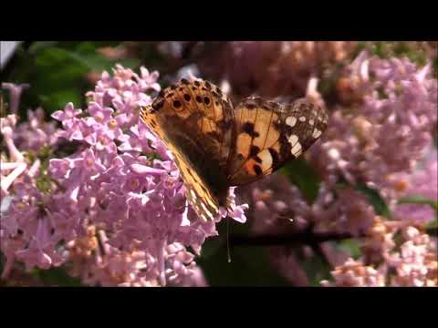 Enrique Granados Twelve Spanish Dances, Op. 37 - III. Fandango, Zarabanda