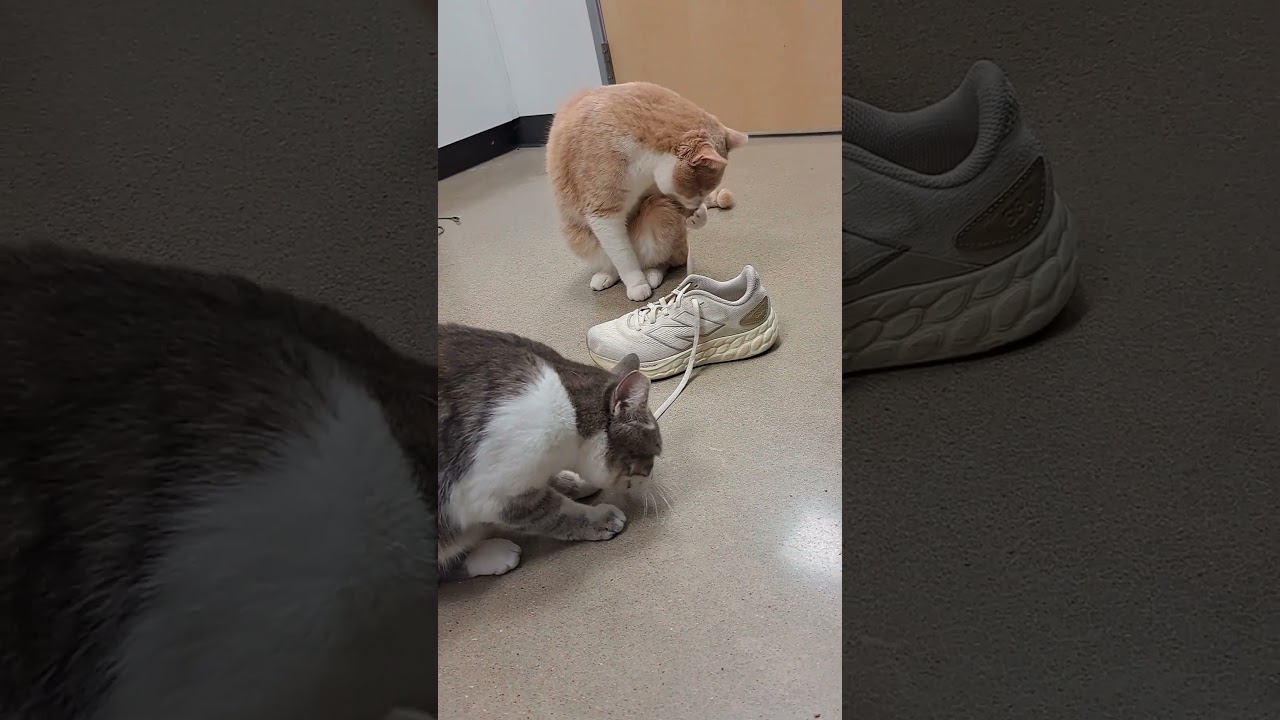 Enlarge Junior & Lucy, an adopted Domestic Short Hair in Brenham, TX video 2/6
