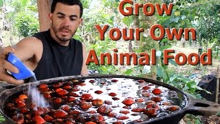 Grow Your Own Animal Food "Living Permaculture" Episode 2 with Brendon