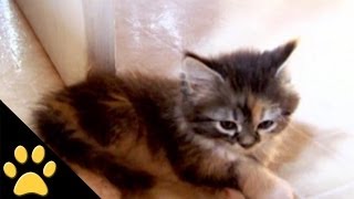 Clumsy Animals: Compilation