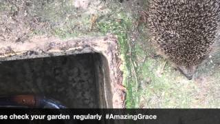 #AmazingGrace Hedgehog Challenge Fact 123