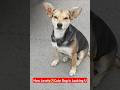 How Lovely Cute Dog Is Looking U Whos That Dog PetLover FamilyDog Hammyandolivia CuteAnimals Nature