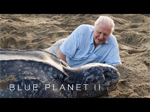 Protecting leatherback turtles - Blue Planet II: Episode 7 Preview - BBC One