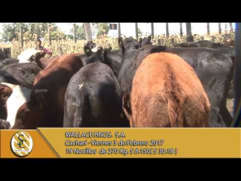 03-02-17 Venta de Machos - Wallace Hnos S.A. - Cachari.