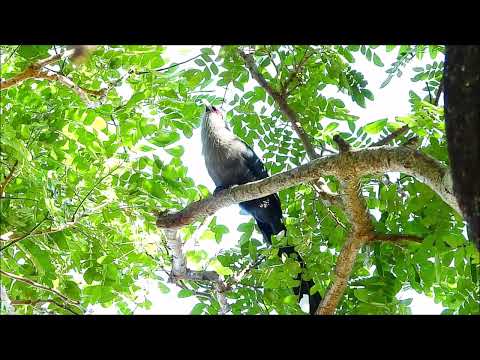 Green-billed Malkoha call on the tree #bird #birding  #birdwatching