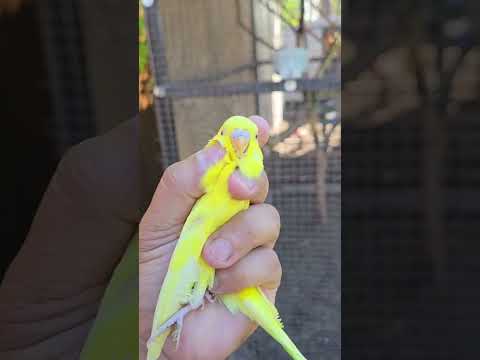 Por eso uno no debe creer todo lo que le dicen 😭🦜#birds #julia