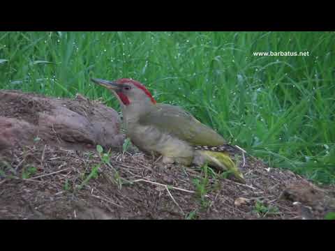 Pito real ( Picus viridis ) Green Woodpecker
