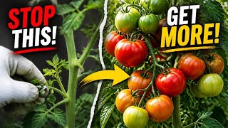 Avoid This ONE MISTAKE That's Killing Your Tomato Harvest