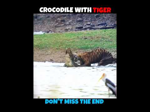 Crocodile vs Tiger & Lion #viralshorts #viralytshorts #shorts #animalshorts #ytshorts #wildlife