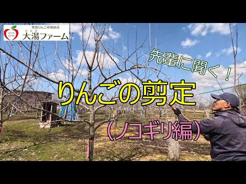初心者の庭師がリンゴを収穫するためにリンゴの木を剪定する方法