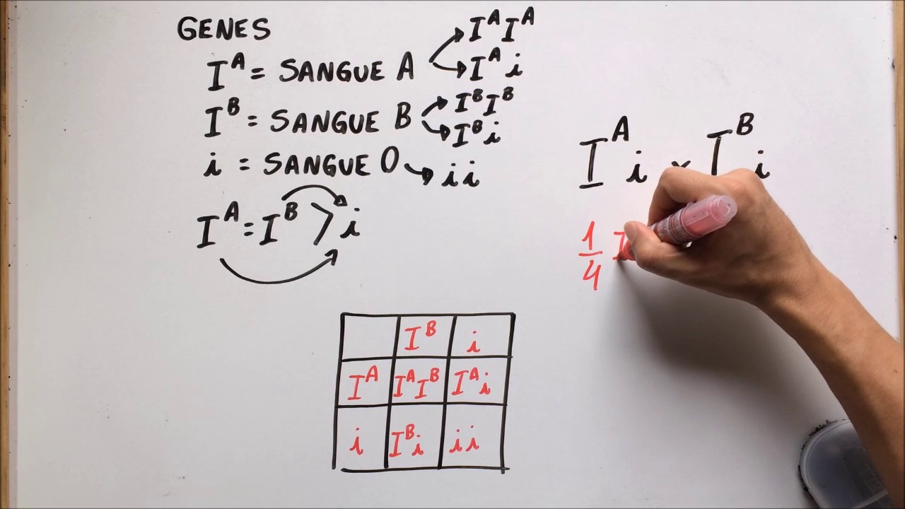 Sistema ABO (parte II - genes) - Resumo Professor Gustavo