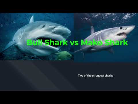 Bull Shark vs Mako Shark