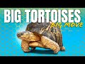Moving 500 Pounds Of Radiated Aldabra And Galapagos Giant Tortoises