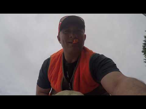 GoPro on my Labrador for an early pheasant hunt