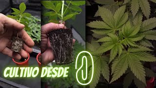 Inicio del NUEVO CULTIVO con LEDS | Nuevas GENÉTICAS - Trasplantes