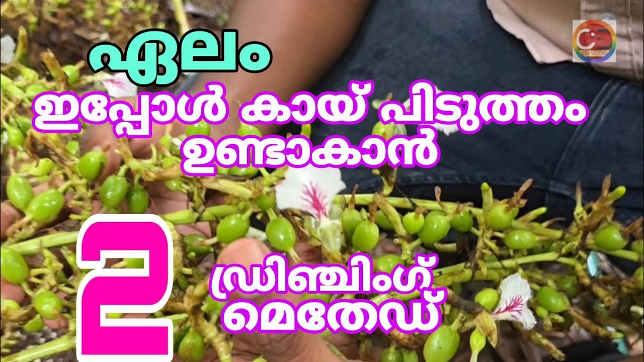 ഏലം I ഇപ്പോൾ കായ് പിടുത്തത്തിന് കാലവസ്ഥയ്ക്കനുസരിച്ച് I ശാസ്‌ത്രീയമായി I ഡ്രഞ്ച് ചെയ്യേണ്ട 2 രീതികൾ | 2 ways to drench cardamom according to weather conditions for fruiting now, scientifically