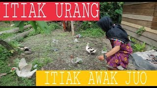 Download lagu ITIAK URANG ITIAK AWAK JUO!! mp3 Download lagu ITIAK URANG ITIAK AWAK JUO!! mp3