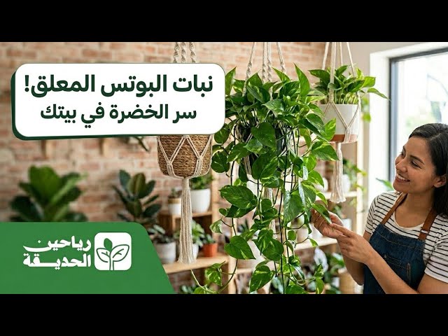 نبتة بوتس علاقي متسلقة مبرقشة طويلة PHOTOS