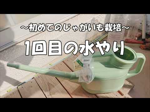 ジャガイモの水やり: 塊茎にはどのくらいの水が必要ですか? 植物