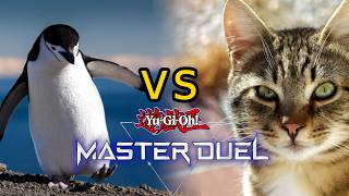 Soul vs Cats (The Gauntlet Challenge)