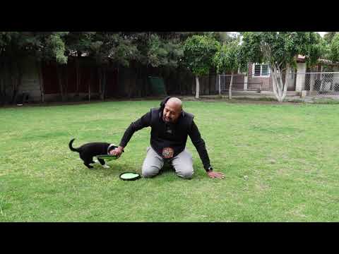 Como iniciar a tu PERRO cachorro en DISC DOG.