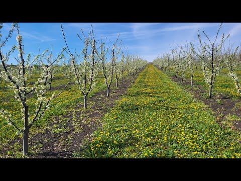 Livada de pere și prune anul 4. Sezonul 2024 se arata a fi unul excepțional.