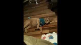 Cats hate clothes!