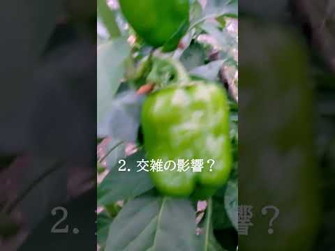 ピーマンの苗が育たない