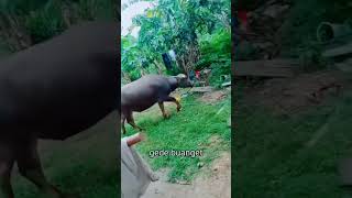 Download lagu sapi kecebur parit ❌   sapi ke cebur sumur✅🗿. shorfSapiKeceburSumur @ Tiktok## Fyp :/)## Subre lik 👍 mp3