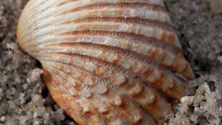 breathe...salmonella dub-survivor